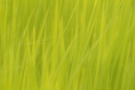 Green backgroundの写真素材