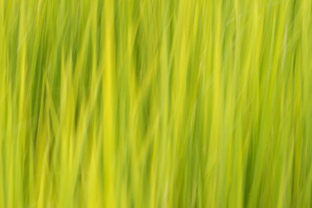 Green backgroundの写真素材