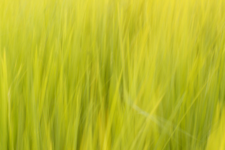 Green backgroundの写真素材