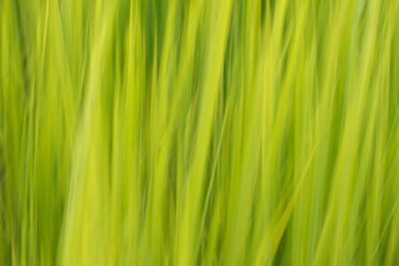 Green backgroundの写真素材