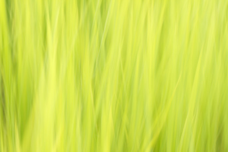 Green backgroundの写真素材