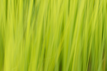 Green backgroundの写真素材
