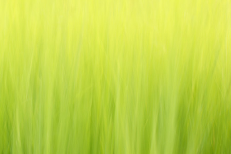 Green backgroundの写真素材