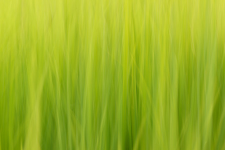 Green backgroundの写真素材