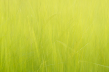 Green backgroundの写真素材