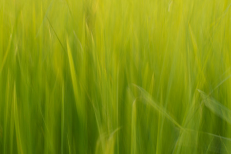 Green backgroundの写真素材