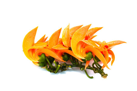 Butea monosperma isolated white background.