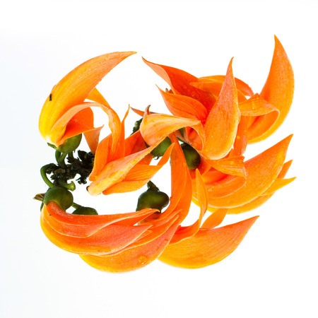 Butea monosperma isolated white background の写真素材