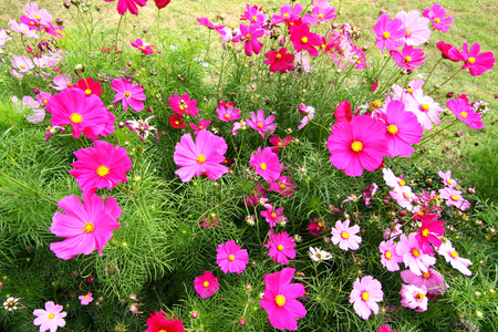 Cosmos sulphureus Cav の写真素材
