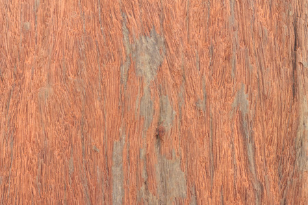 texture of tree stumpの写真素材