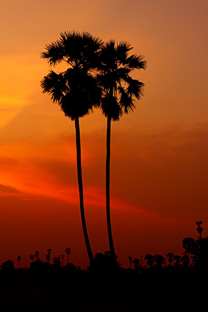 Palm silhouette at twilightの写真素材
