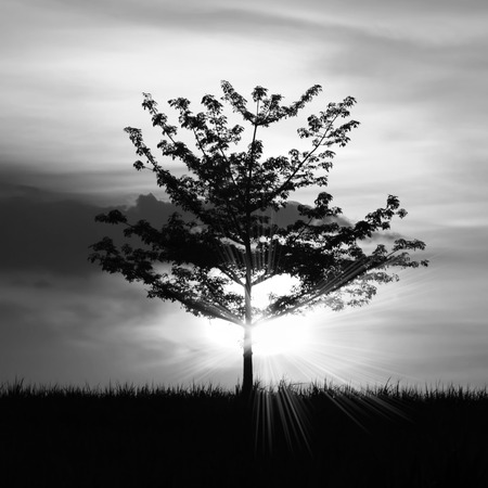 Sunset silhouette of Treeの写真素材