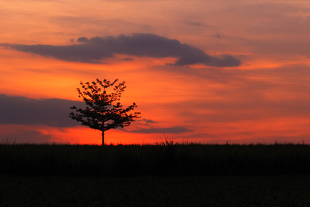 Sunset silhouette of Treeの写真素材