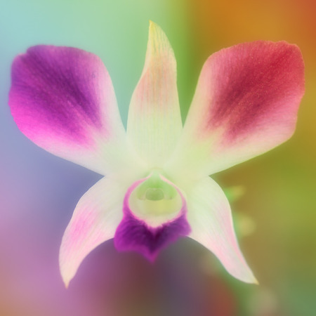 Pink flowers in softfocusの写真素材