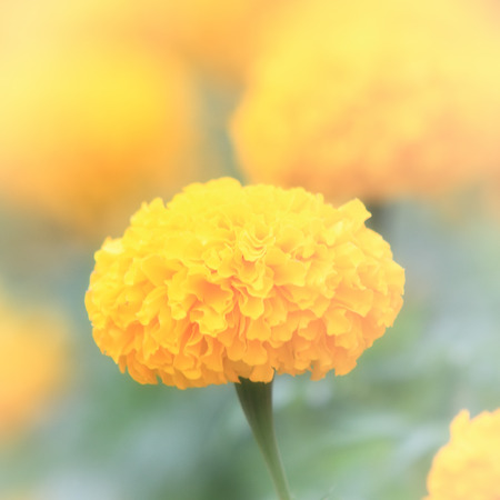 marigold flower in softfocusの写真素材