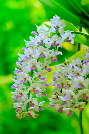 beautiful orchid flowersの写真素材