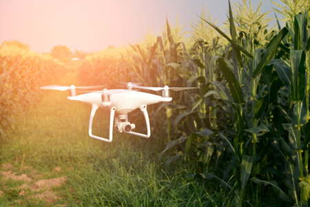 Drone of corn fieldの写真素材