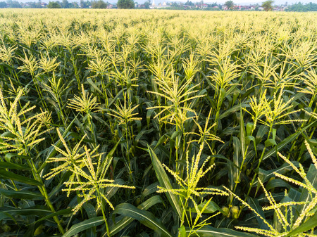 High angle view of corn fieldの写真素材