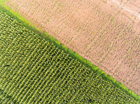 High angle view of corn fieldの写真素材