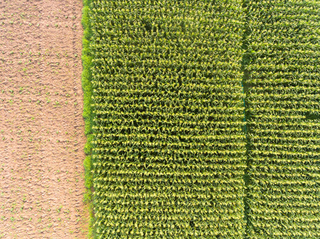 High angle view of corn fieldの写真素材