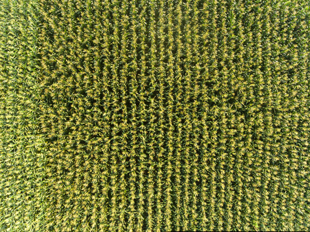 High angle view of corn fieldの写真素材