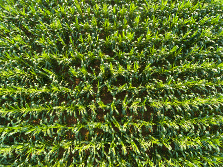 High angle view of corn fieldの写真素材