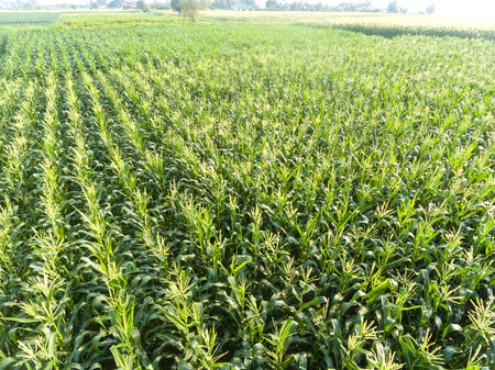 High angle view of corn fieldの写真素材