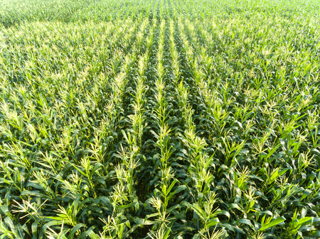 High angle view of corn fieldの写真素材