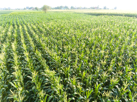 High angle view of corn fieldの写真素材