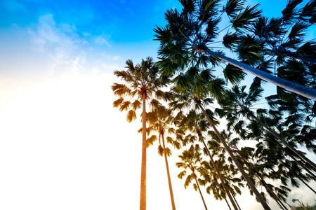 palm sunsetの写真素材