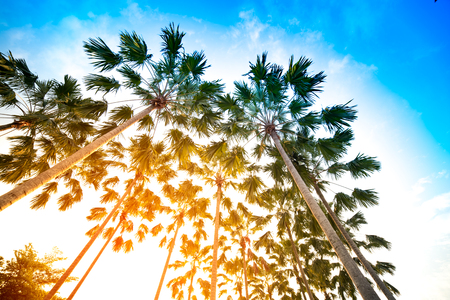 palm sunsetの写真素材