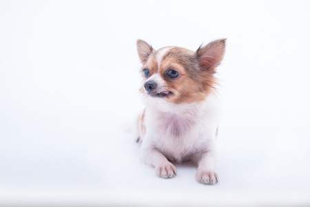 chihuahua in front of white backgroundの写真素材