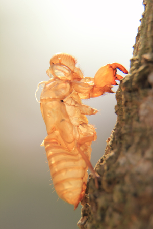 Cicada molting.の写真素材