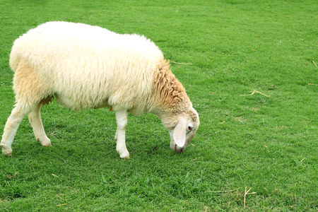 Lamb eating grass.の写真素材