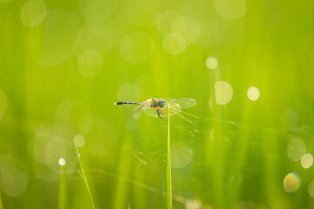 Dragonfly on a bright green backgroundの写真素材