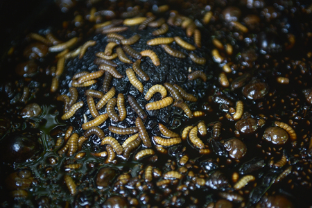 Worms in the food waste.の写真素材