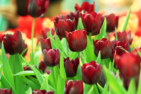 Purple tulips.の写真素材
