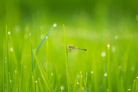Dragonfly  with green backgroundの写真素材