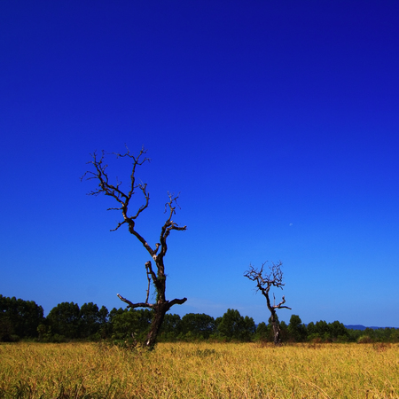 Dead treesの写真素材