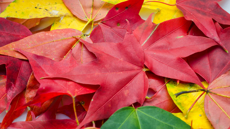 Maple leaf backgroundの写真素材
