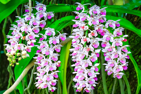 Orchid flower in garden.の写真素材