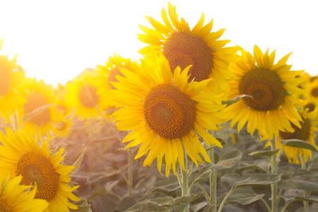 Sunflower fieldの写真素材