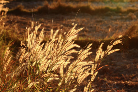Flowers golden sunset.の写真素材