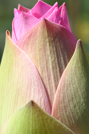 beautiful lotus flowerの写真素材