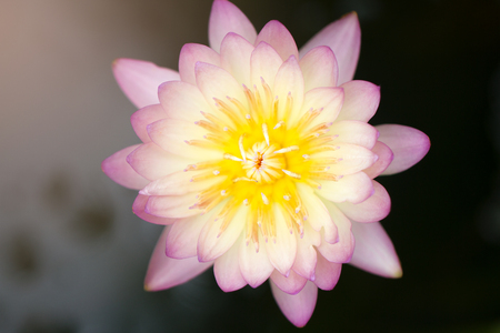 Beautiful lotusの写真素材
