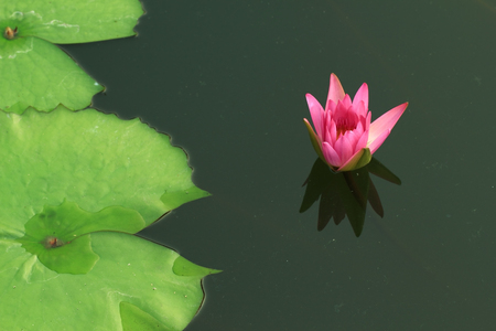 Lotus in Thailand.の写真素材