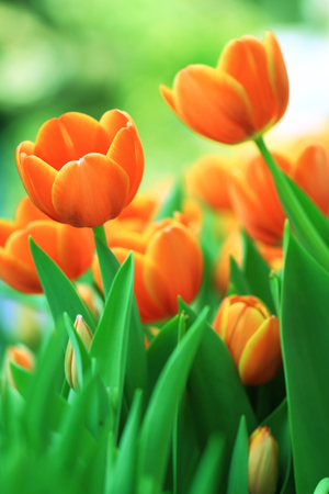 Tulips of Thailandの写真素材