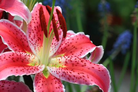 Lilyの写真素材