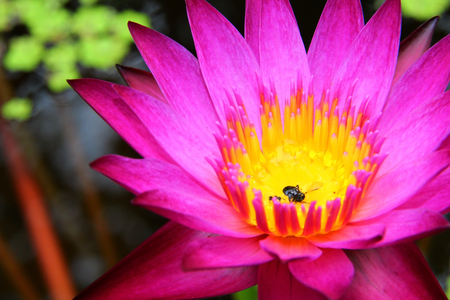 Lotus in Thailand.の写真素材