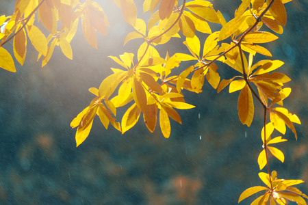 Autumn leaves on the sun. Fall blurred background. for  backgroundの写真素材